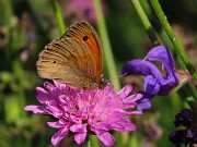 Mi son goduto la peonia dello Zucco e non solo ! – 25magg26 - FOTOGALLERY